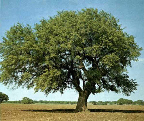Deaf Smith Oak-1969